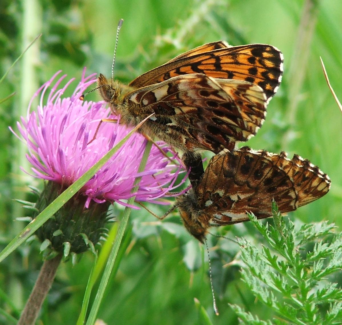 Argynnis niobe? - Boloria (Clossiana) titania